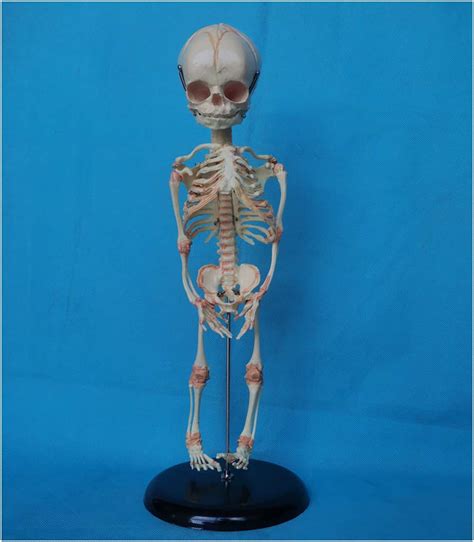 Buy Fetal Skeleton Teaching Model Anatomy Human Baby Anatomy Skull