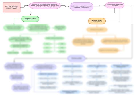 Solution Activaci N De Linfocitos T Mapa Studypool