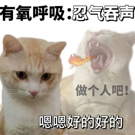 【笨蛋小猫表情包】动态图片 笨蛋小猫表情包动图表情包下载 Soo动图