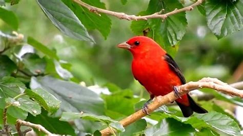 Scarlet Tanager Mating, Nesting, Feeding Habits