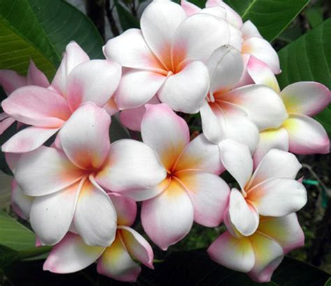 Defel | Scented Garden Frangipanis