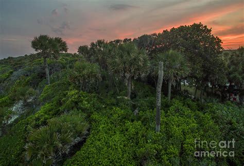 Edisto Beach State Park Photograph by David Oppenheimer - Pixels