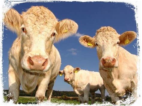 O Que Significa Sonhar Com Gado Branco - Sonhar com Gado - Significado dos Sonhos: Sonhar do A ao Z!