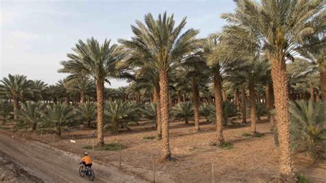 How To Plant Grow And Care For Date Palm Trees