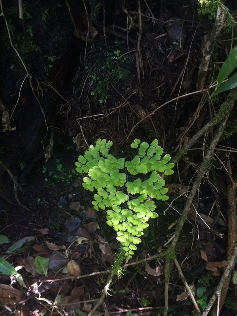 Delta Maidenhair Fern From Eco Portal De Piedra San Rafael Jujuy