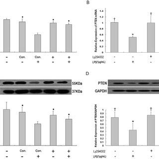 Tlr Mrna A Real Time Pcr And Protein B Western Blot Expression