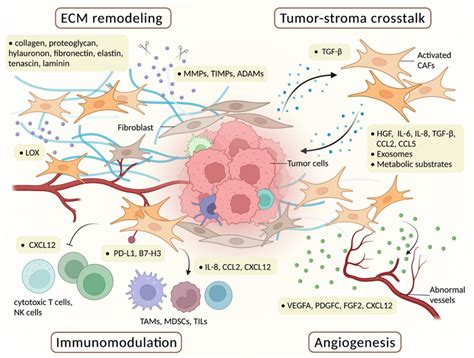 The Multifaceted Functions Of Cafs Cancer Associated Fibroblasts In