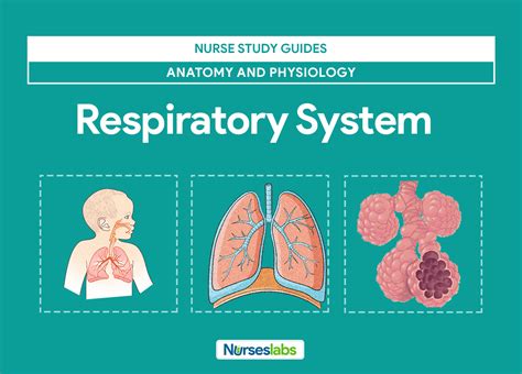 Respiratory System Anatomy and Physiology - Nurseslabs