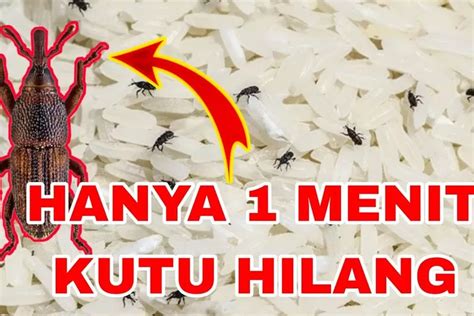 Emak Emak Merapat Ini Tips Ampuh Mengusir Kutu Beras Bersih Tak