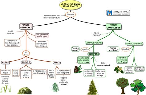 Mappe Per La Scuola Piante Classificazione