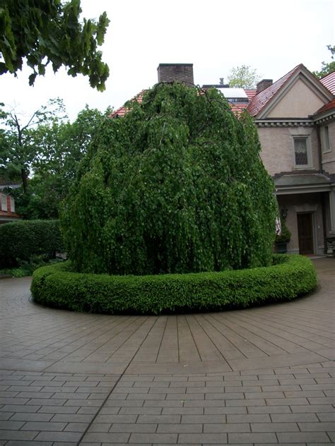 Motor Court Specimen Tree Traditional Landscape Other By Eisler