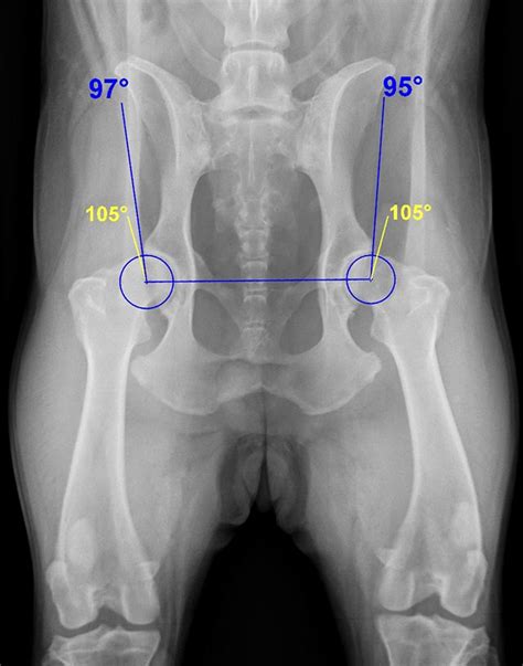 Hüftgelenksdysplasie beim Hund HD Symptome Therapie Ernährung