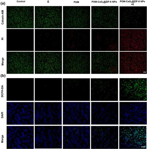 A CalceinAM PI Staining Of The HeLa Cells After Treatment With The