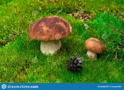 Dos Hongos Boletus Edulis En El Bosque Imagen De Archivo Imagen De