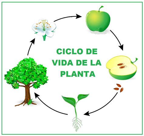 El Ciclo De Vida De Una Planta