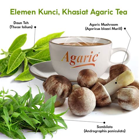 3 Elemen Kunci, Khasiat Agaric Tea 1.Daun Teh (Theae folium) 2.Agaric Mushroom (Agaricus blazei ...