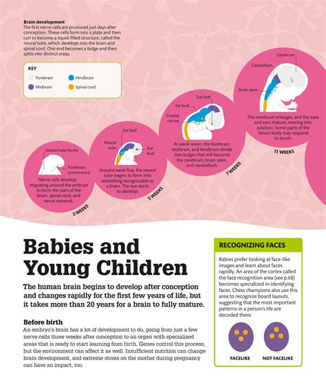 SOLUTION: Brain development (Babies, Young children, older children and ...