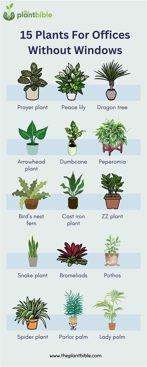 15 Plants For Offices Without Windows Best Office Plants Office