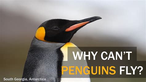 Why Can T Penguins Fly Antarctica — Acanela Expeditions