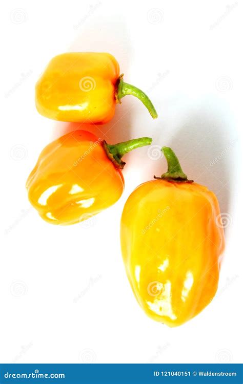 Pimentos De Piment O Alaranjados Frescos Do Habanero Isolados Em Um