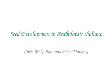 Pptx Seed Development In Arabidopsis Thaliana Chris Mcquilkin And