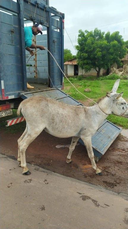 PRF realiza operação de captura de animais soltos em rodovias federais