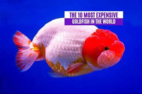 The Most Expensive Seafood In The World And Why