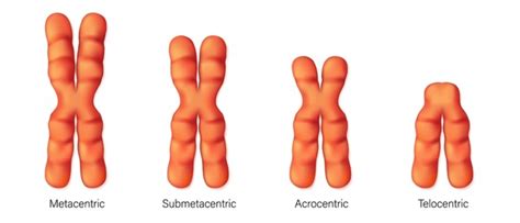 Classification Chromosome: Over 86 Royalty-Free Licensable Stock ...