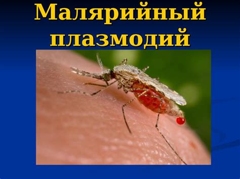 Малярийный плазмодий - презентация онлайн