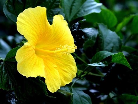 Hibiskus Blume Gelber Kostenloses Foto Auf Pixabay Pixabay