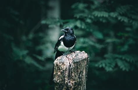 Magpie Bird - Free photo on Pixabay - Pixabay