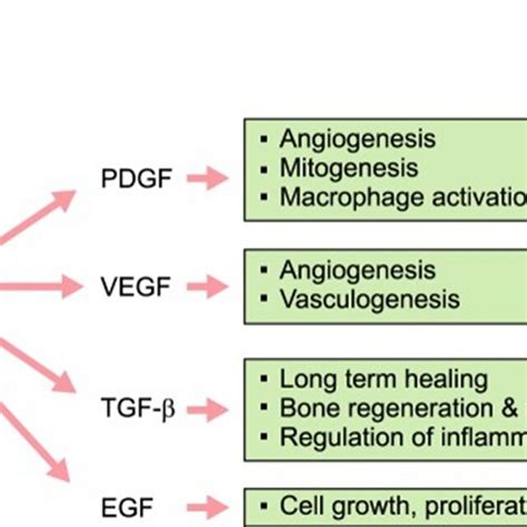 Mechanism of action of PRP. Wound healing and tissue regeneration can ...