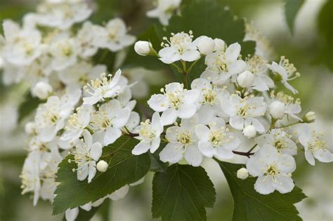 Crataegus viridis 'Winter King' (Green Hawthorn)