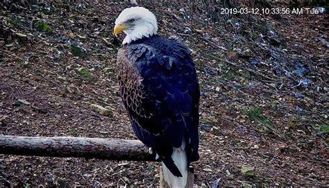 Why Do Bald Eagles Have White Heads