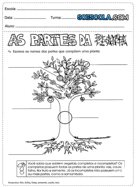 Atividade De Ci Ncias Ano Sobre Plantas S Escola