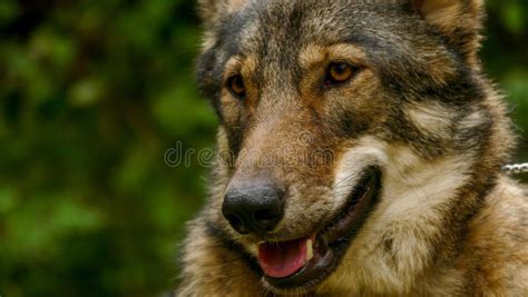 Wolf Face Close Up stock photo. Image of gray, summer - 160100240