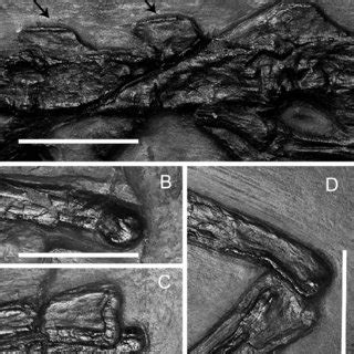 A Tanystropheus Longobardicus Specimen T Cast A Mid Caudal