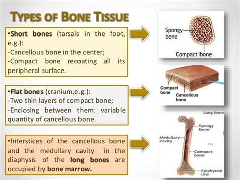 Human Bone Tissue