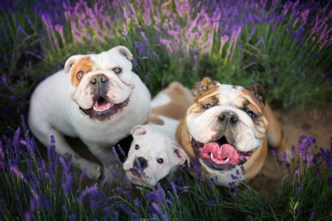 English Bulldog Puppy Wallpaper