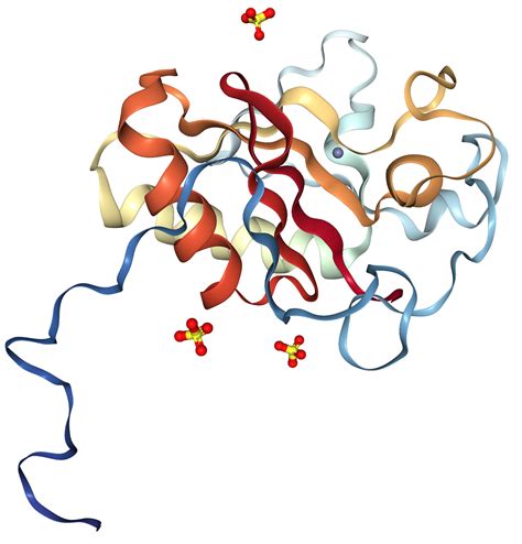 Sonic Hedgehogshh Protein Overview Sino Biological