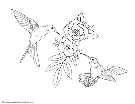 Hummingbird Coloring Pages Printable