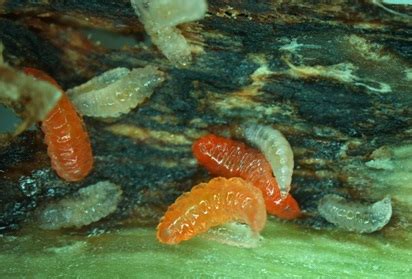 Gall Midge Larvae In Soybean Stems