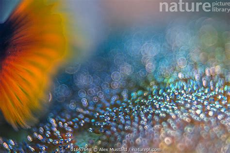 Stock Photo Of Shallow Depth Of Field Photo Of An Adult Saddleback