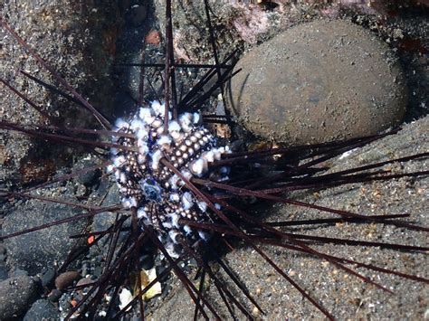 Deadly Pathogen That Wiped Out Eilat S Sea Urchins Reaches Indian Ocean