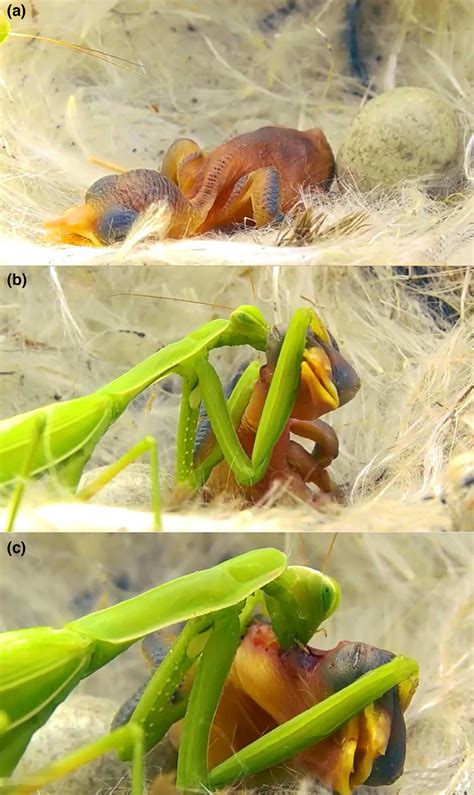 Opportunistic Depredation Of Songbird Nestlings By Female Praying