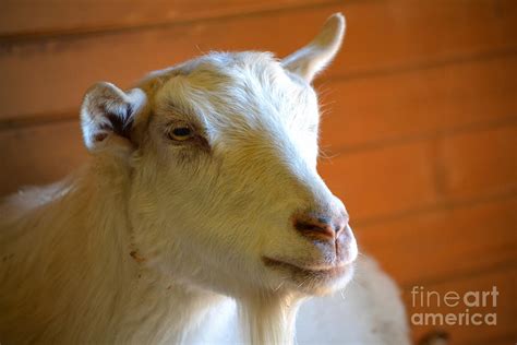 The Waiting Goat Photograph By Kyle Turner Fine Art America