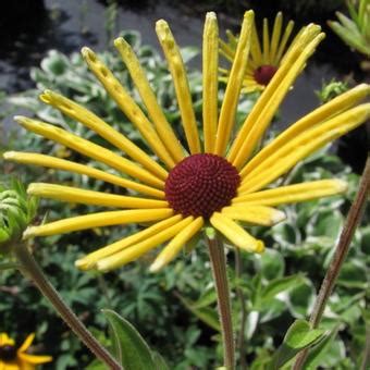 Zonnehoed Rudbeckia Subtomentosa Henry Eilers Planten Online Kopen