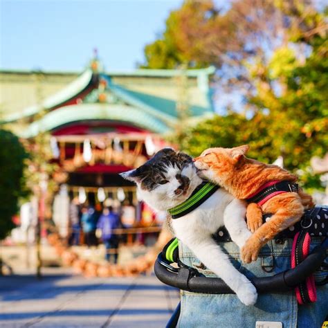 25 Photos Of The Explorations Of Two Adventurous Cats Touring Japan