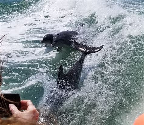 Dolphin Mother teaching one year old baby to wake surf! : r/aww