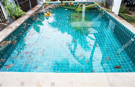 Swimming Pool Problem And Service Concept Dirt From Coconut Tree